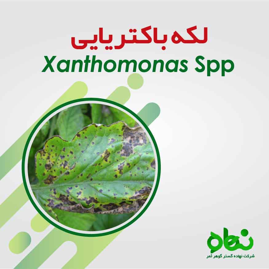 بیماری لکه باکتریایی گوجه فرنگی - آموزشی